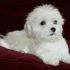 maltese 