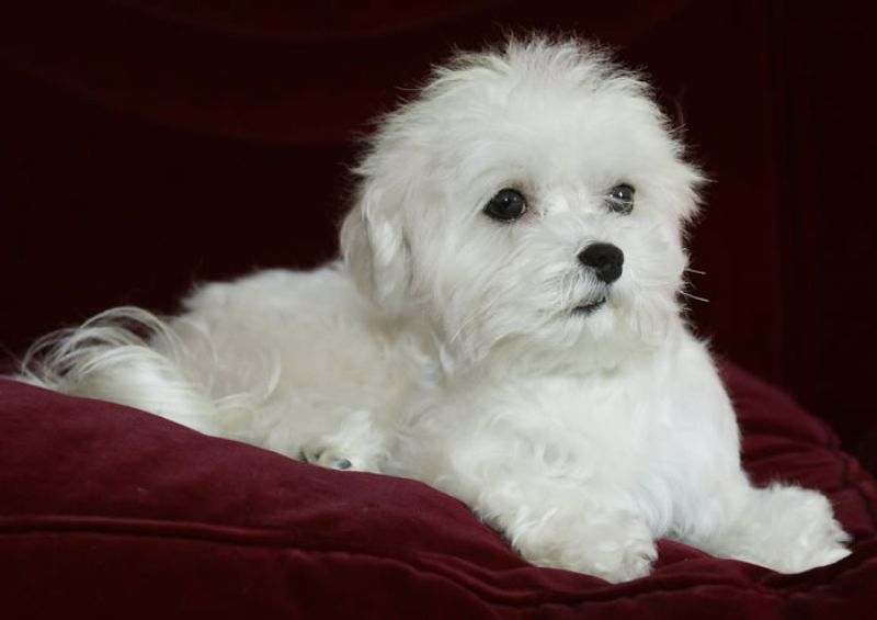 maltese 