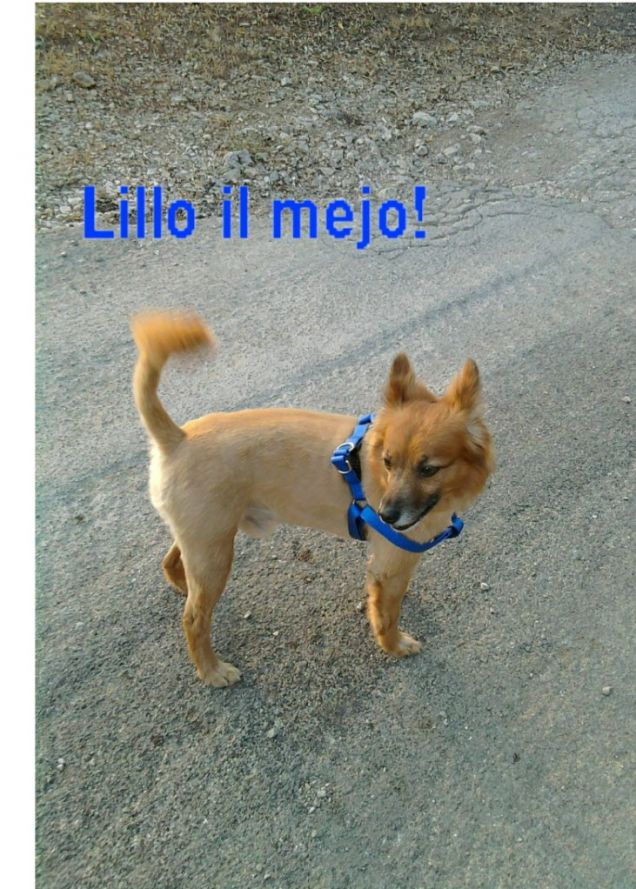 lillo il mejo