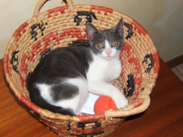 Sono tutt'orecchie !!!