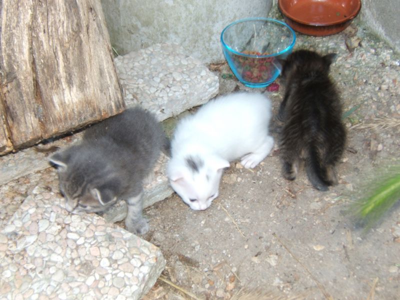 Regalo gattini 
