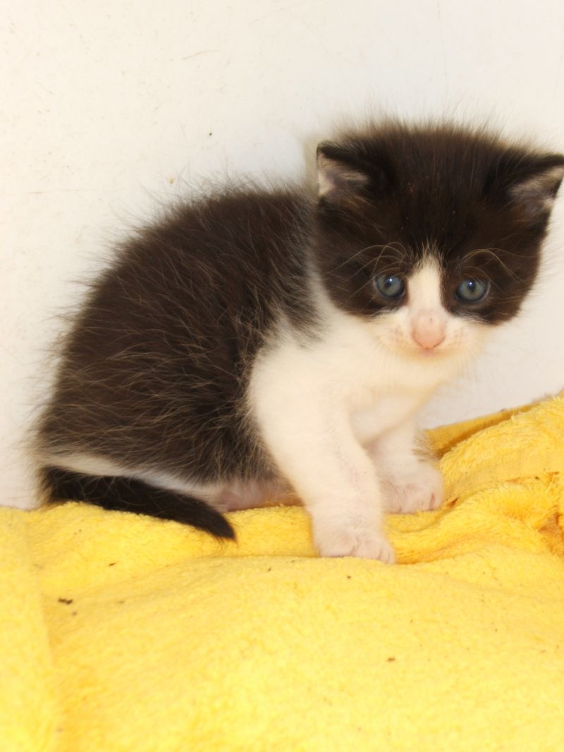 Regalo gattini 