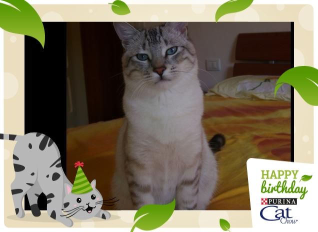 Sono o non sono un bel gattone?