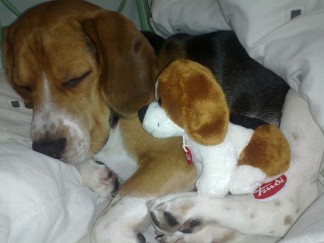 Elvis e il suo clone di peluche