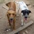 NINO E PIPPO A RISCHI CANILE LAGER