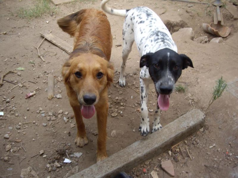NINO E PIPPO A RISCHI CANILE LAGER