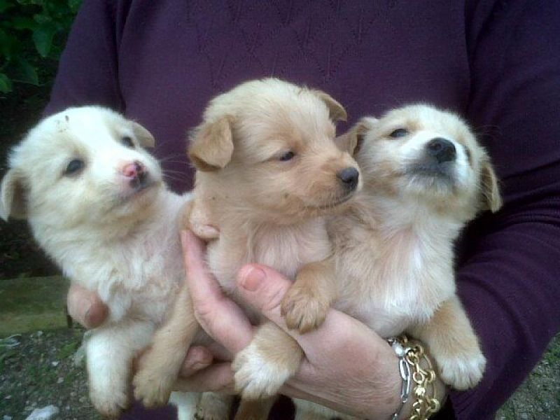 8 BIMBE DI 40 GIORNI CERCANO CASA!