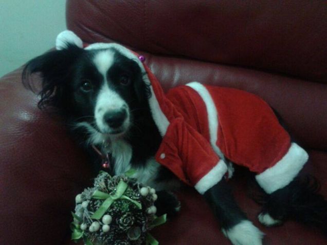 Leila si prepara per natale