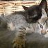 DOLCISSIME  GATTINE