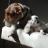 Cuccioli di Parson Russel