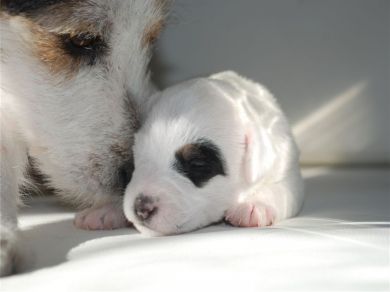 Cuccioli di Parson Russel