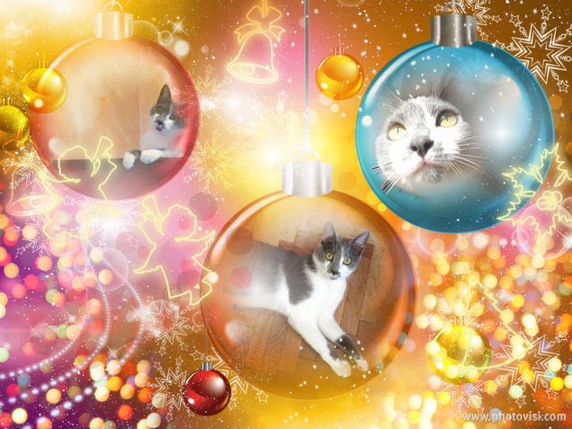 Luna vi augura buone feste