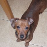 la mia piccola cucciola lulù