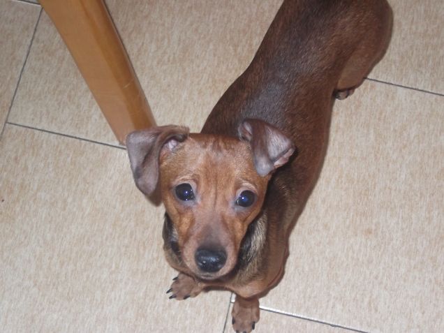luli