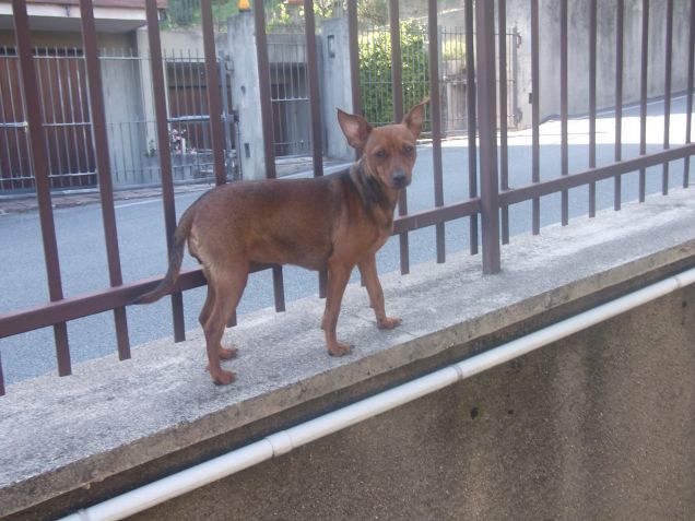 passeggiatina per i muri