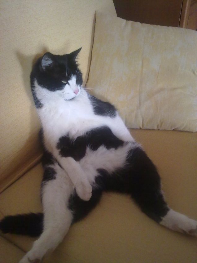 Che vita da cani....