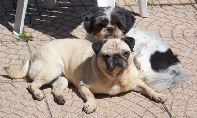 TRUDY E SCHIZZO AL SOLE