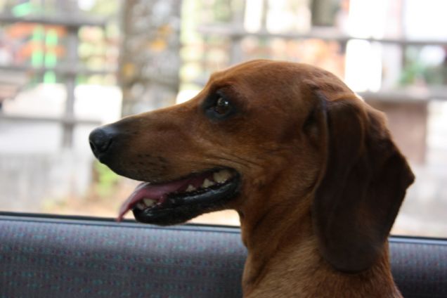 In viaggio per la Sila