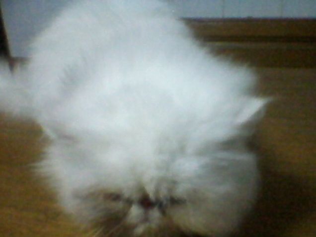 il mio martin alias (birillo)