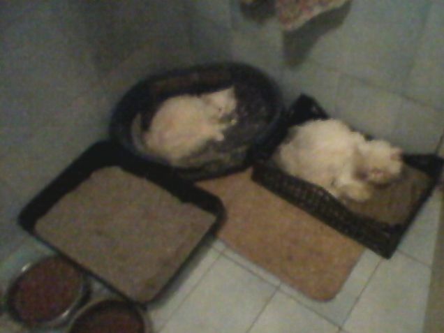 luna e martin frizz gerald (birillo)