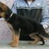 cerco cuccioli di taglia media 