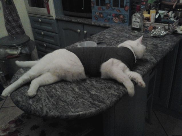 controllo preparazione cena