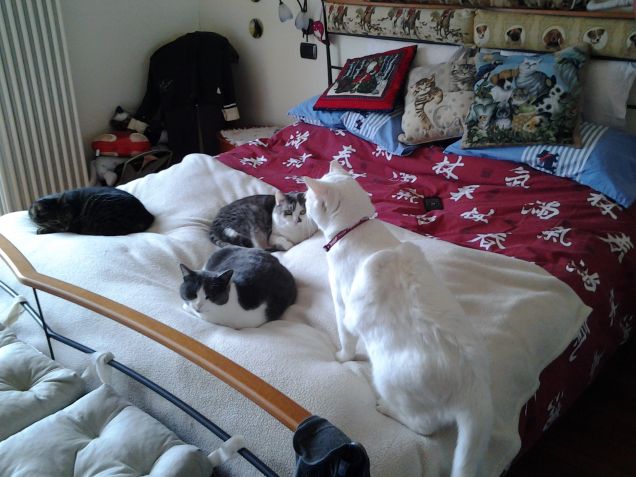 Sorelline, posso acciambellarmi con voi?