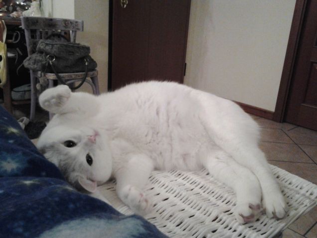 Giocate con me? daaaaaiiiiiii.....