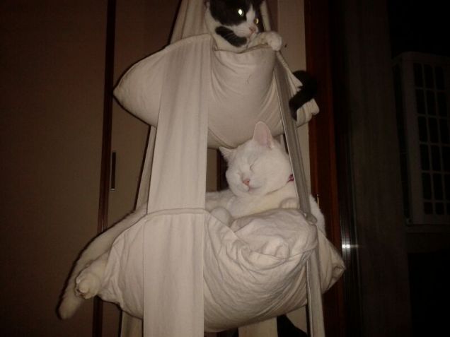 guarda come dondolo....