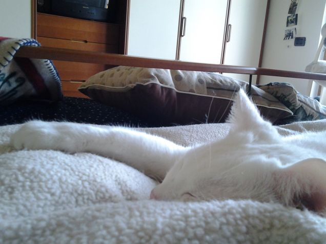 Mimetismo quasi perfetto!