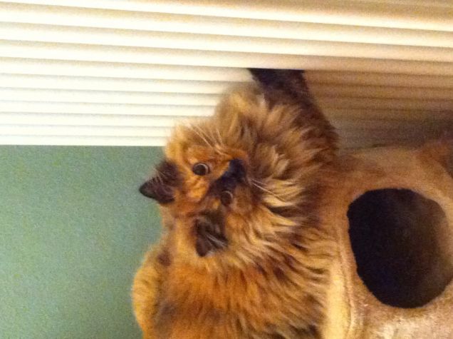 La micia che se ne sta al calduccio