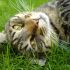 cerco cuccioli gatto