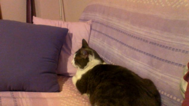 il mio gatto