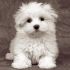 cerco in regalo cucciolo maltese o spitz toy possibilmente femmina