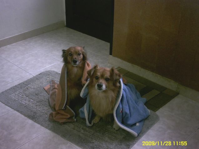 lilly e lucki dopo il bagno