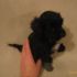 Barboncino nano/toy o maltese toy o maltipoo