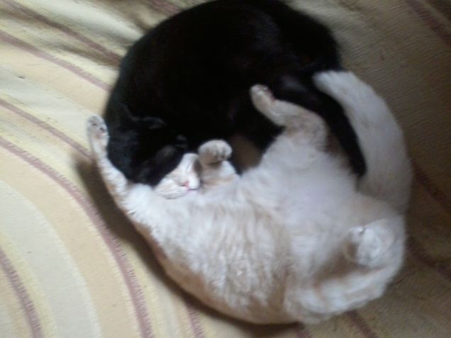 nuvola luna pennlcchella