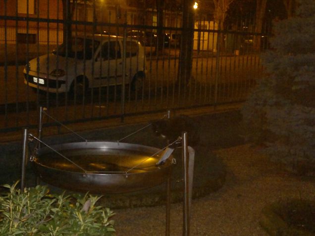 Pesciolini nella vasca