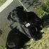 Regalo cane labrador senza pedigree