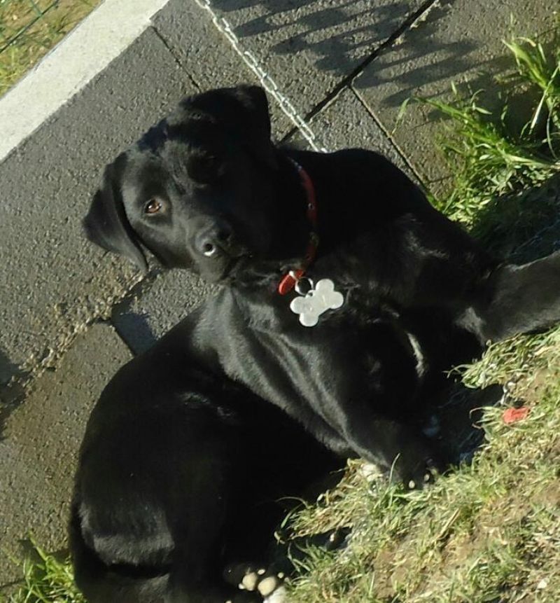 Regalo cane labrador senza pedigree