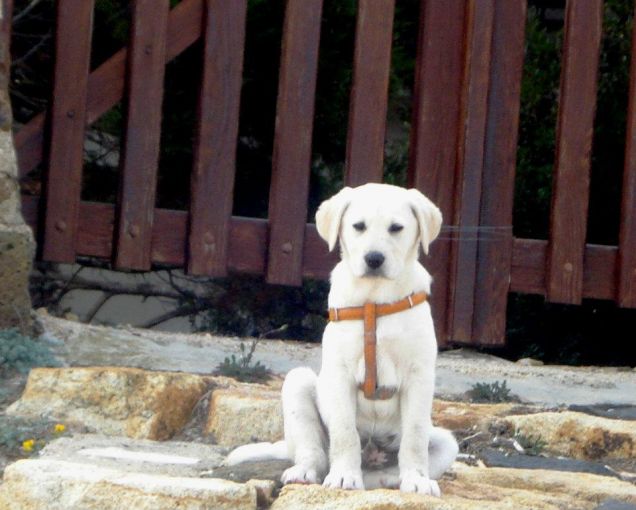 Artù,mio cuginetto