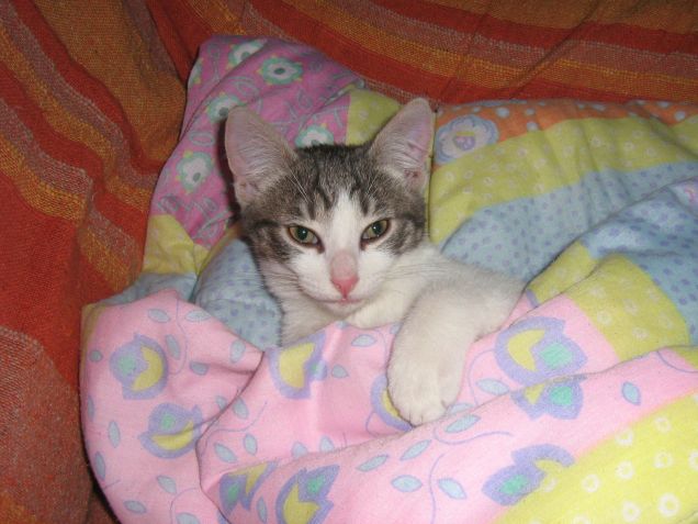 sonnellino sotto la copertina! ^_^