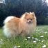 Cerco un cucciolo di cane di taglia piccola in regalo