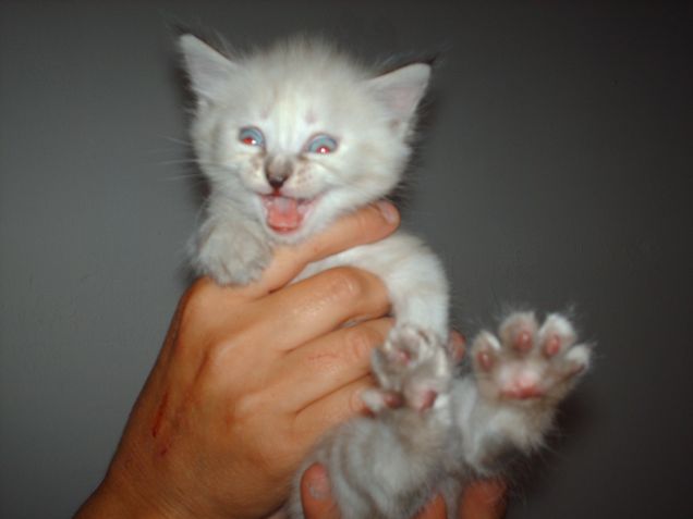 Attenzione....sono una tigreee!!!!