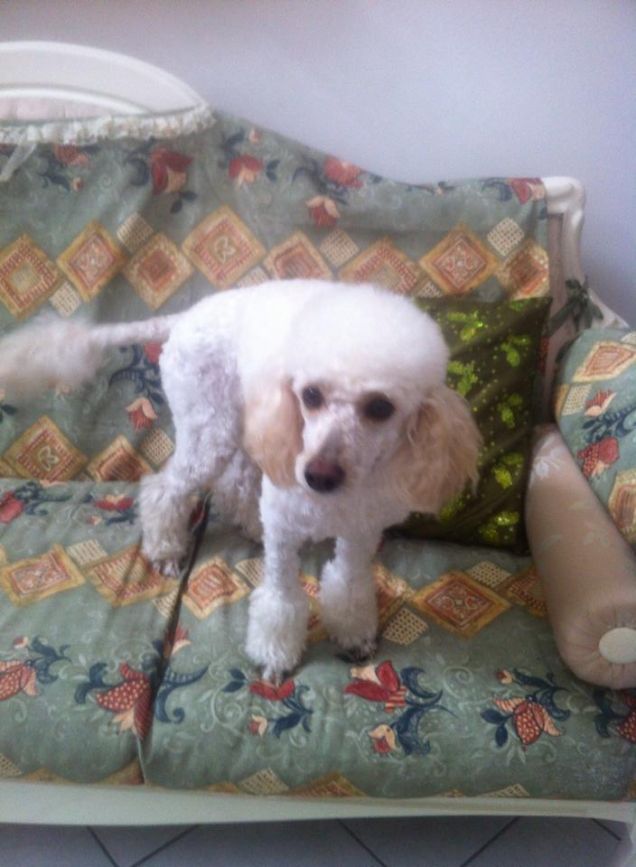 ultimo taglio alla moda