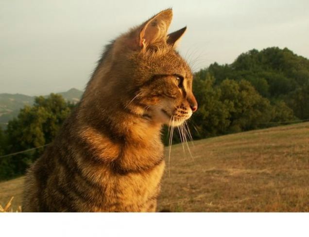 La modella fotografica