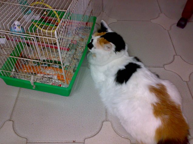 Titti e Silvestro :)