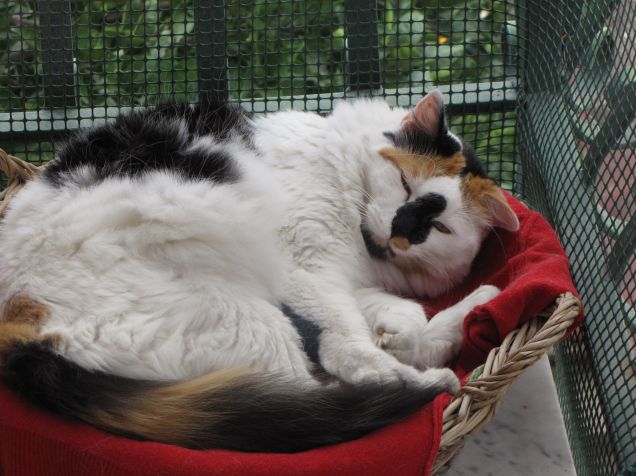 Non potevo chiedere di più...una micia identica a me!