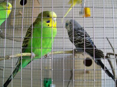 Cesare, Nerone, Caligola, Pompeo, Aurelia...