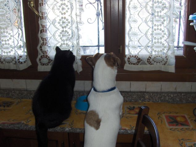 osservando gli uccellini che mangiano sul davanzale....